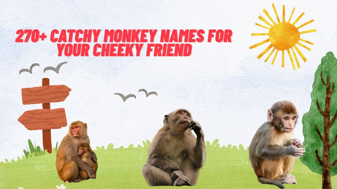 270+ Catchy Monkey Names For Your Cheeky Friend