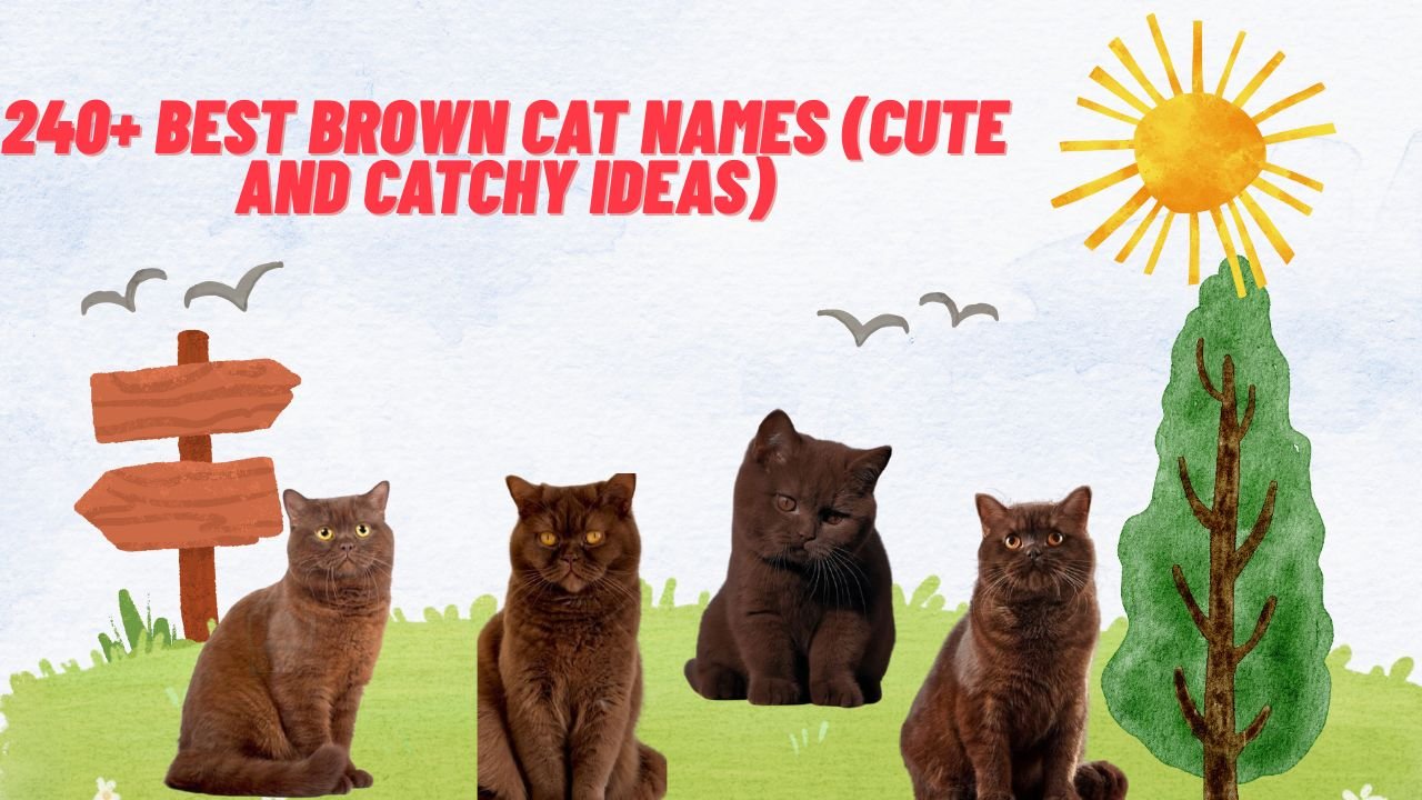 240+ Best Brown Cat Names (Cute And Catchy Ideas)