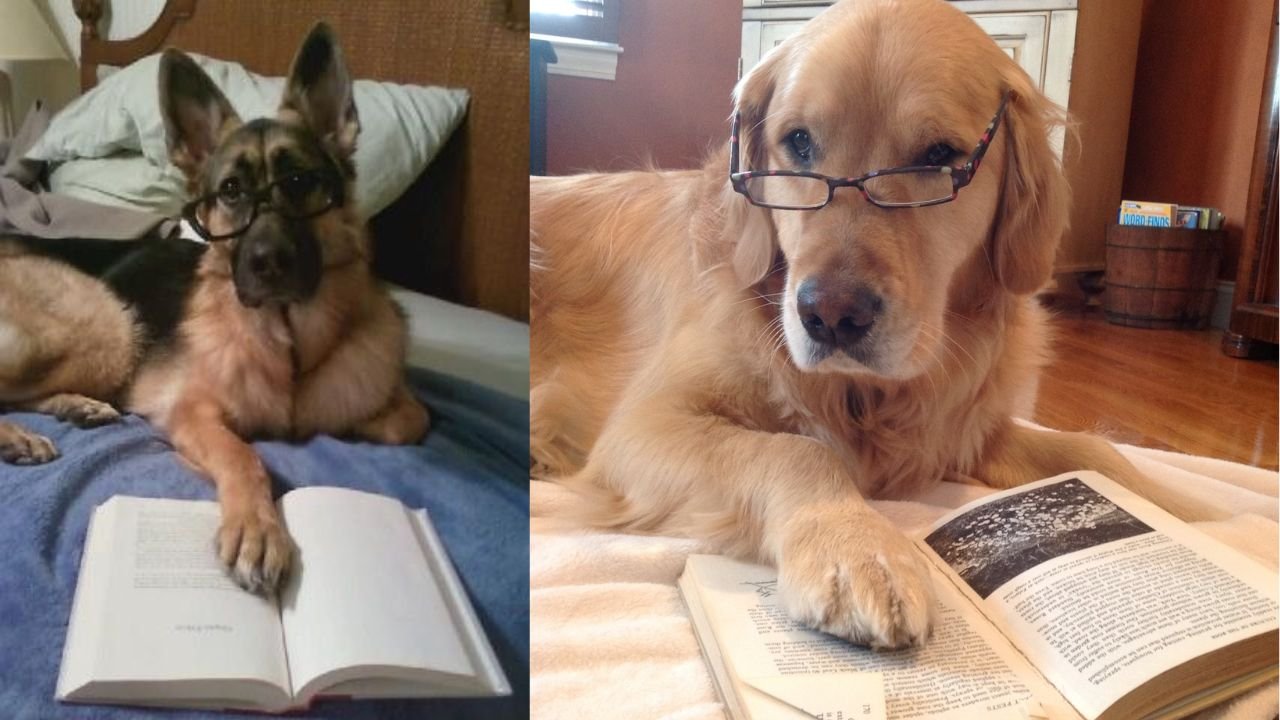 240+ Best Literary Dog Names (Cool And Catchy Ideas)