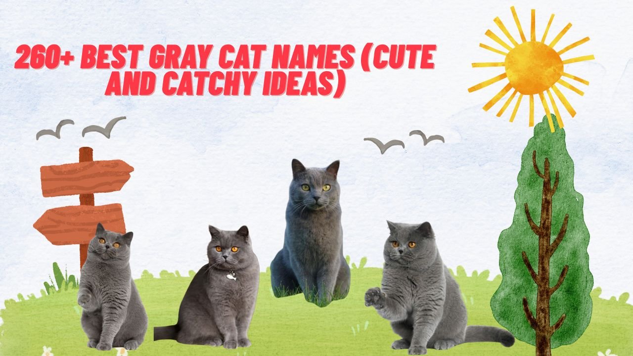 260+ Best Gray Cat Names (Cute And Catchy Ideas)