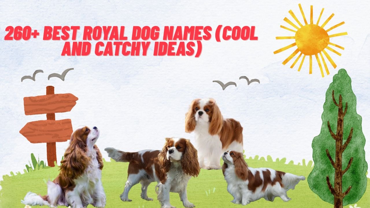 260+ Best Royal Dog Names (Cool And Catchy Ideas)