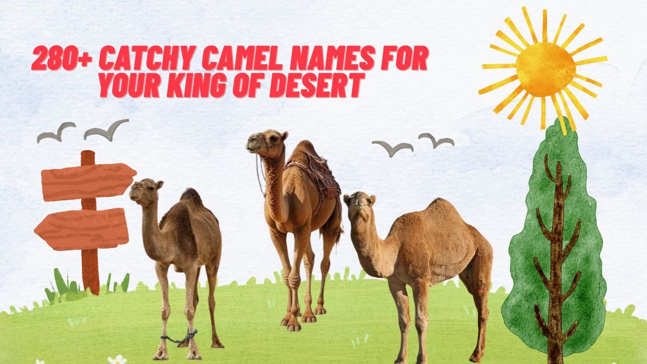 280+ Catchy Camel Names For Your King Of Desert