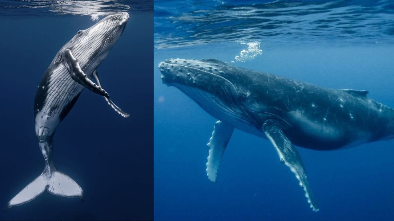 280+ Cool And Catchy Whale Names With Name Generator