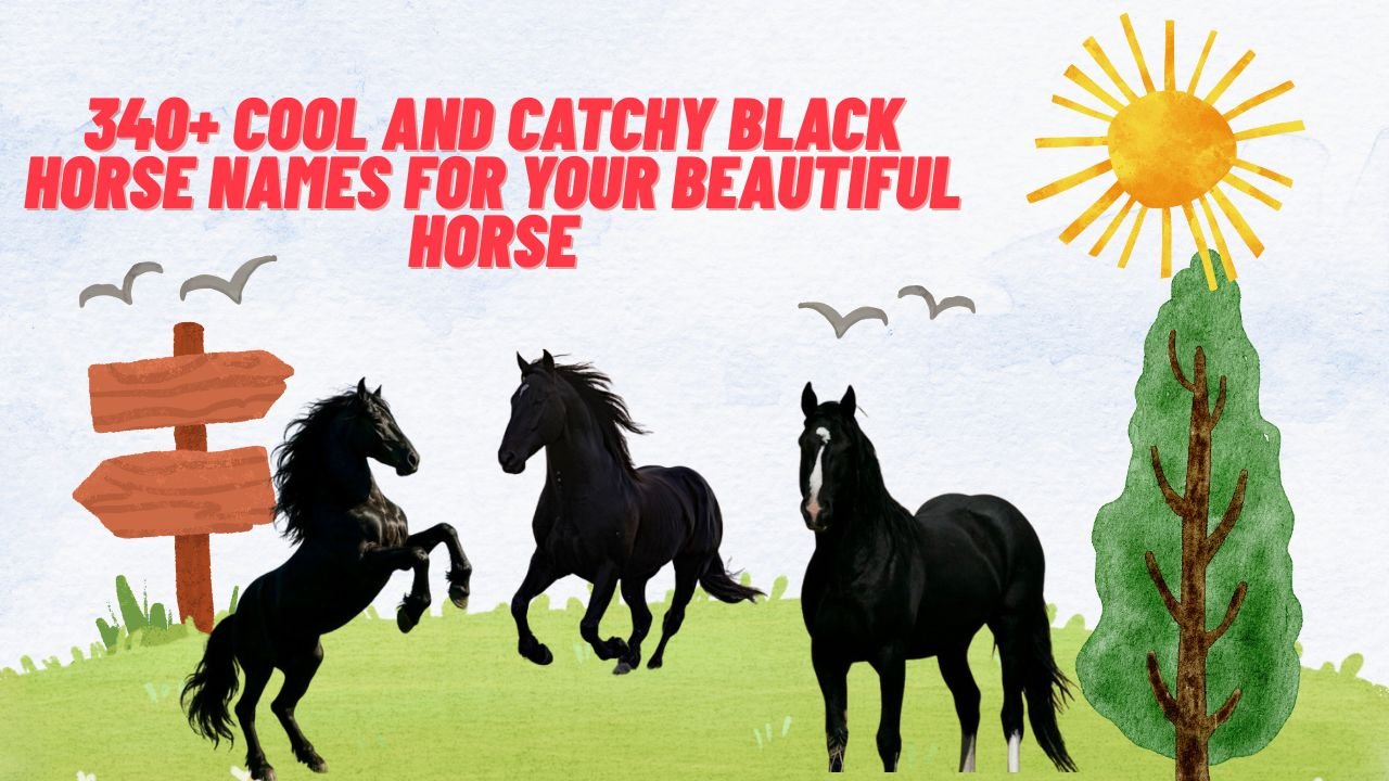 340+ Cool And Catchy Black Horse Names For Your Beautiful Horse