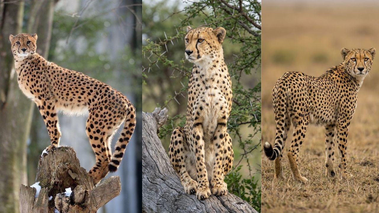 Top 300 Female Cheetah Names With Their Means