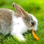 210+ Funny Bunny Names: Pop-Culture, Food-Inspired & Silly Name Ideas with Bunny Name Generator