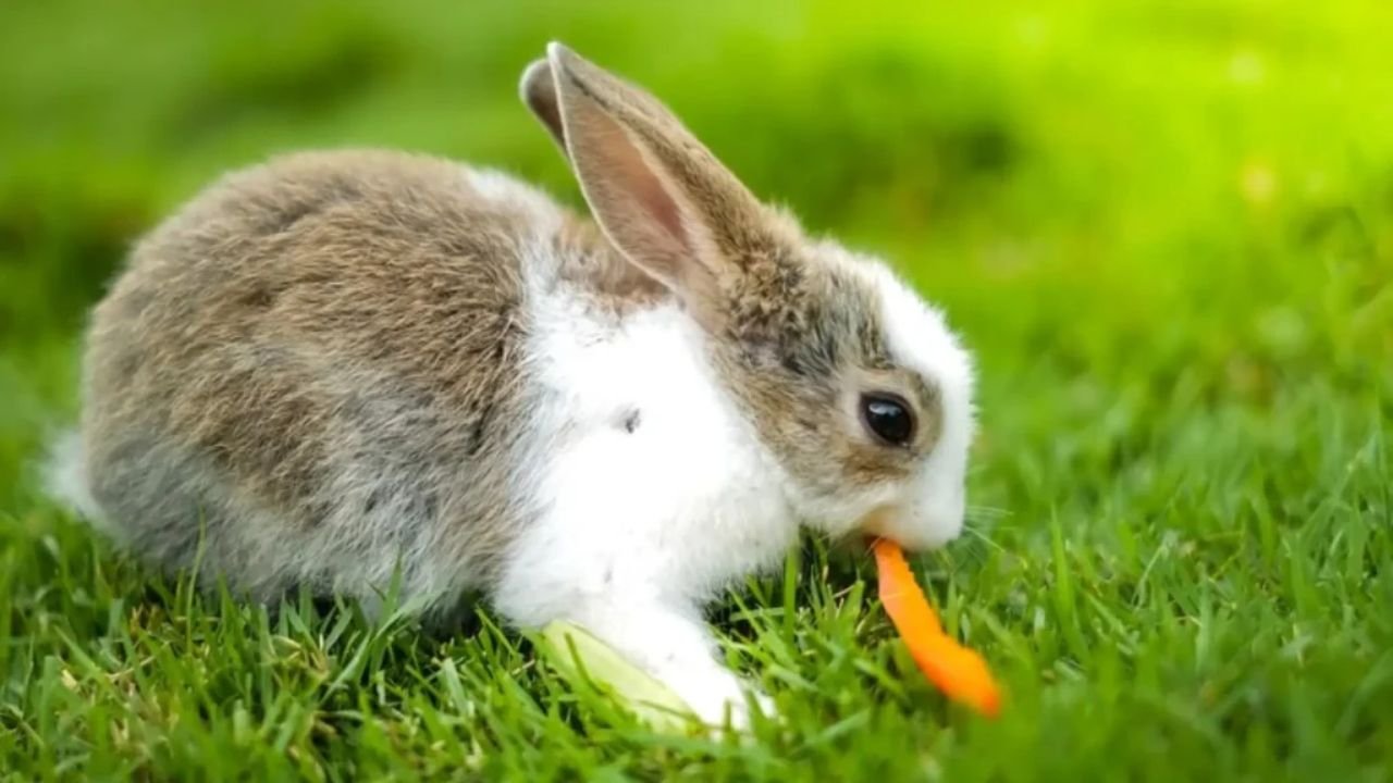 210+ Funny Bunny Names: Pop-Culture, Food-Inspired & Silly Name Ideas with Bunny Name Generator