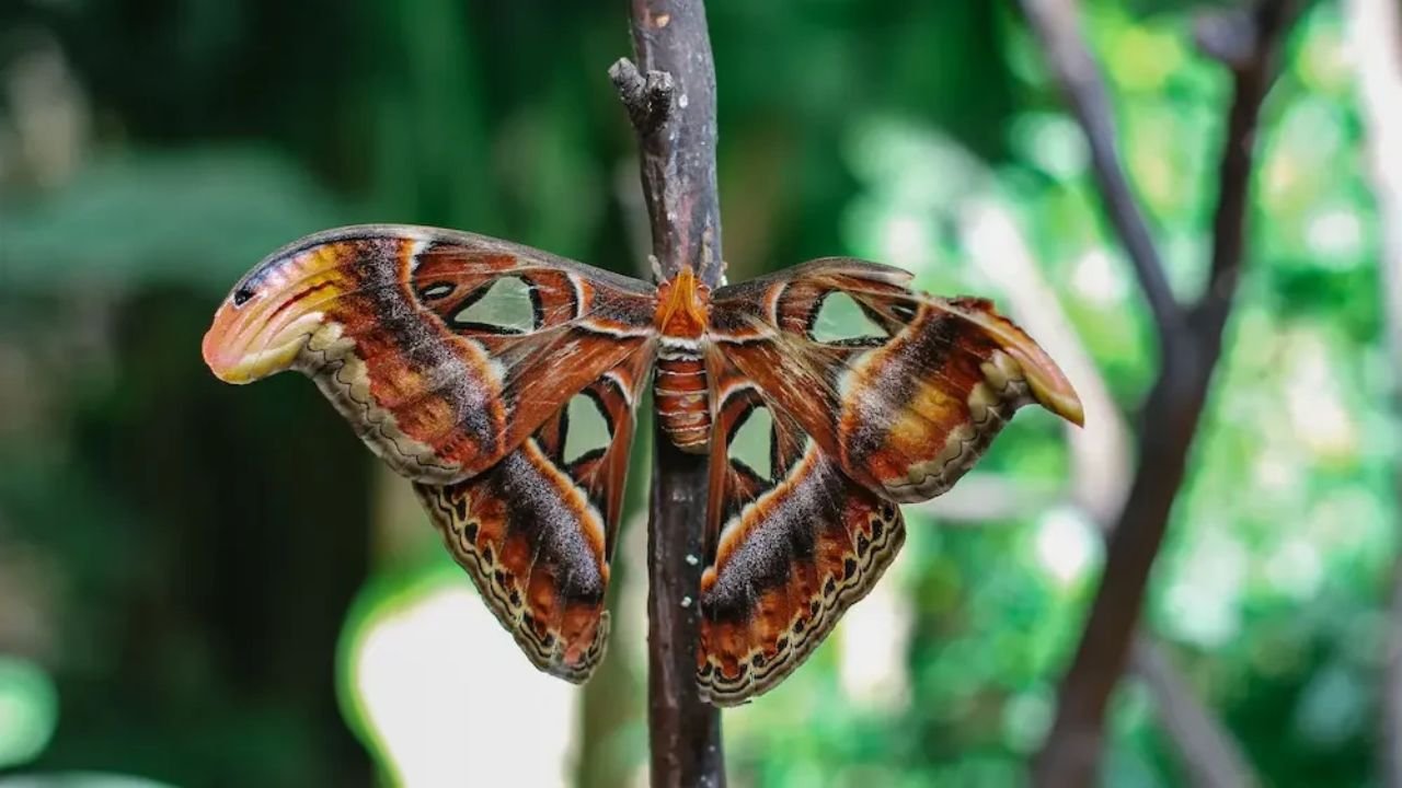 210+ Moth Names Generator: A–Z Moth List, Species Guide & Pet Name Ideas