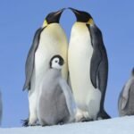 231+ Top Penguin Names: Icy Funny & Pop-Culture Inspired Picks with Penguin Names Generator