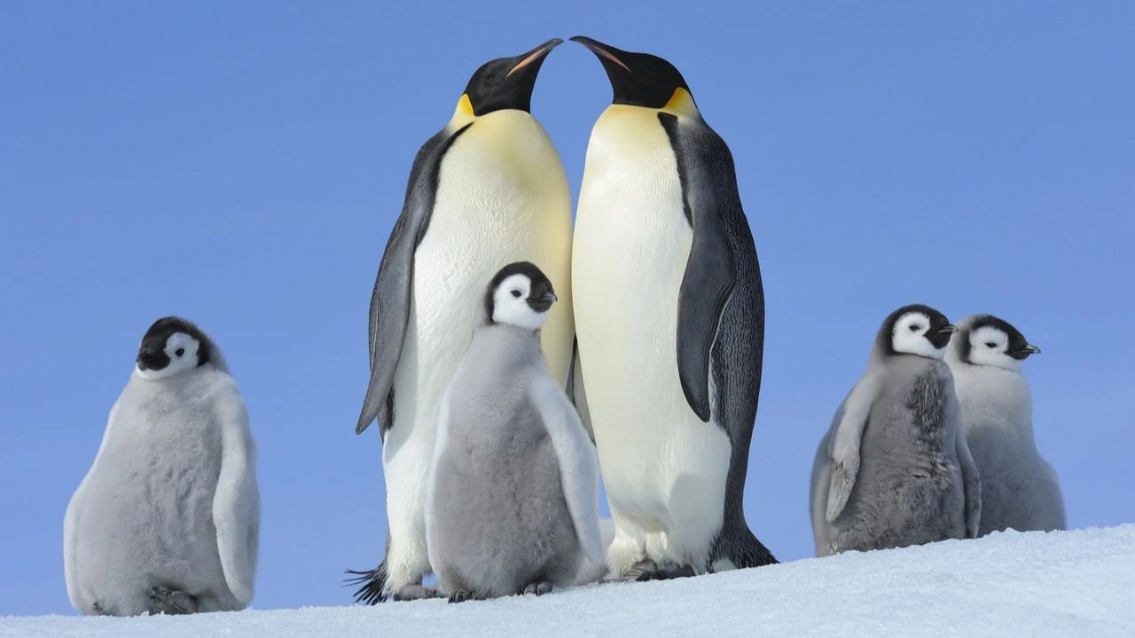231+ Top Penguin Names: Icy Funny & Pop-Culture Inspired Picks with Penguin Names Generator