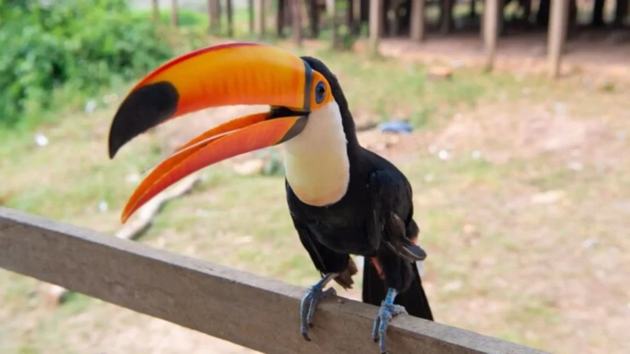 237+ Cute, Cool & Unique Toucan Names (With Toucan Names Generator)
