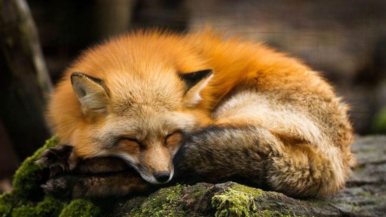 240+ Fox Names That Are Perfect for Every Personality