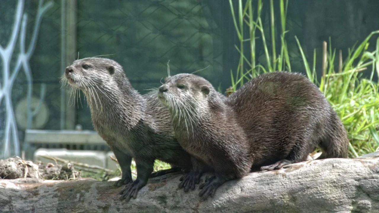 245+ Cute, Funny & Creative Otter Names Generator (With Meanings)