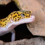 260+ Funny Lizard Names – Cool, Cute & Ridiculous Names for Geckos & Lizards with Lizard Name Generator