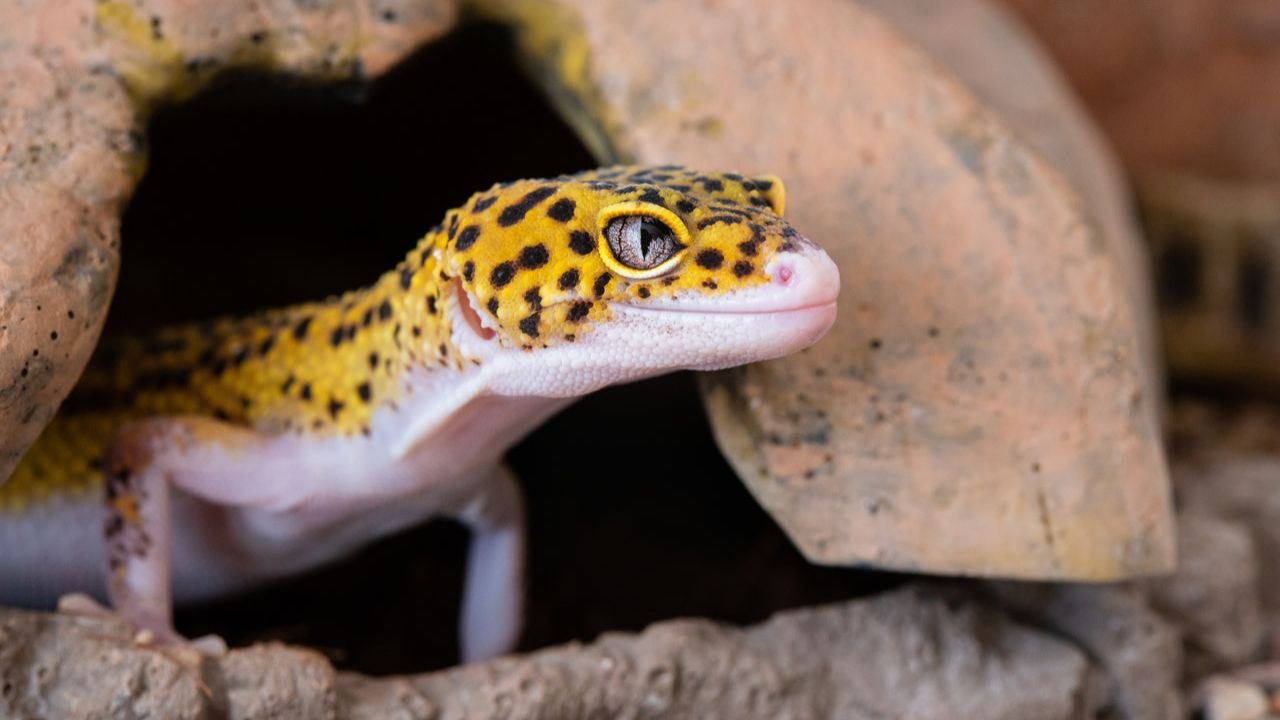 260+ Funny Lizard Names – Cool, Cute & Ridiculous Names for Geckos & Lizards with Lizard Name Generator