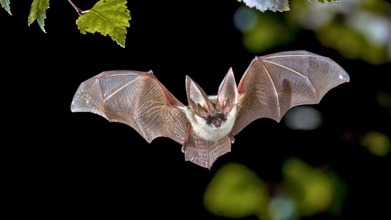 270+ Amazing Bat Names That Sound Mysterious and Unique