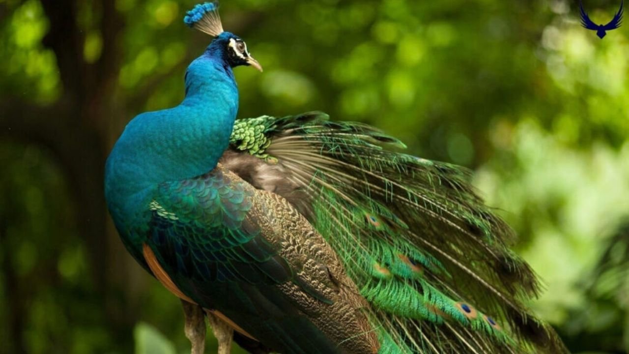 275+ Unique Peacock Names Creative Perfect Ideas