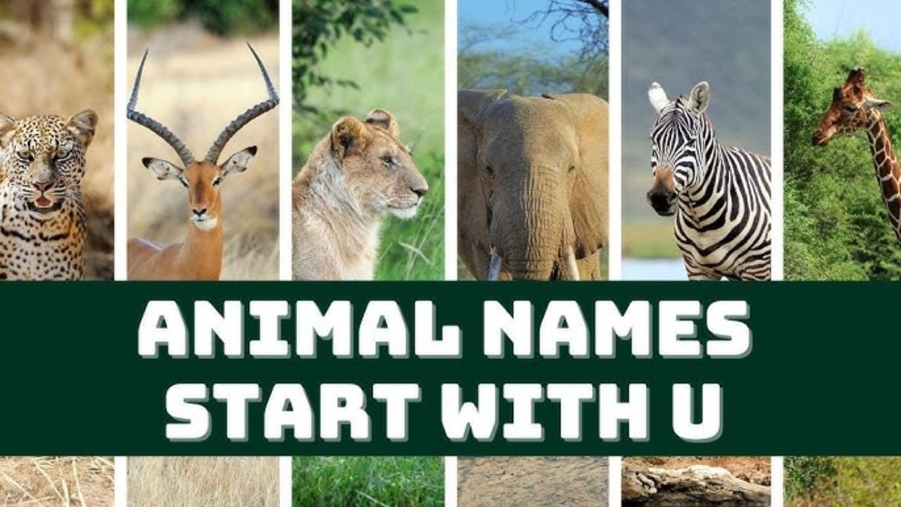 Animals Beginning With U: U R Gonna Love These