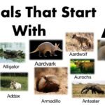 Animals Starting With A: 170+ Unique Creatures List