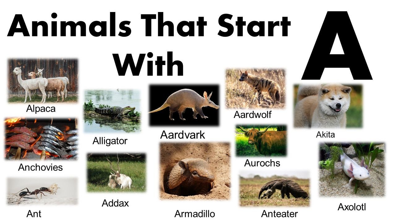 Animals Starting With A: 170+ Unique Creatures List