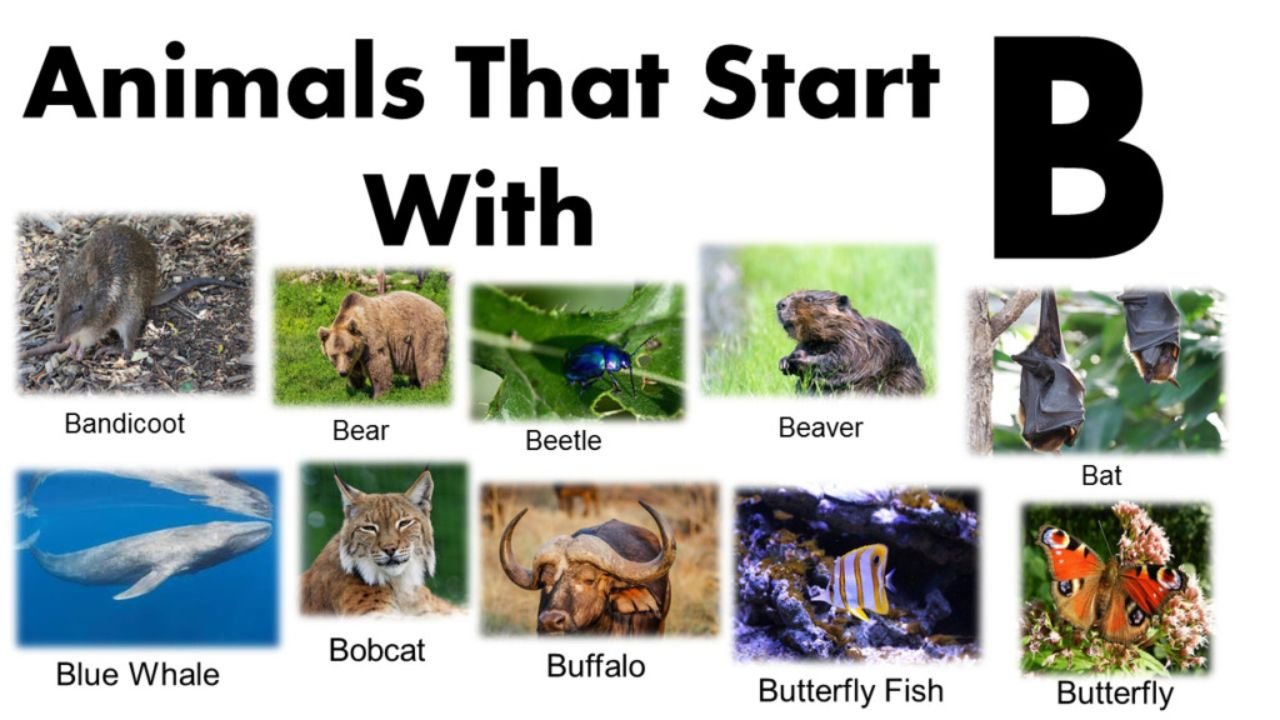 Animals That Start With B: 180+ From Baboon to Blue Whale