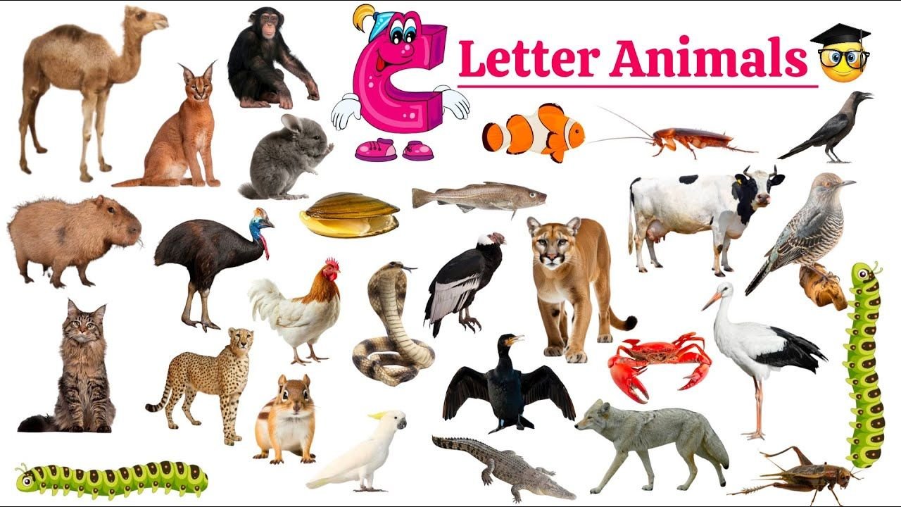 Animals That Start With C: 180+ Cuttlefish to Camel