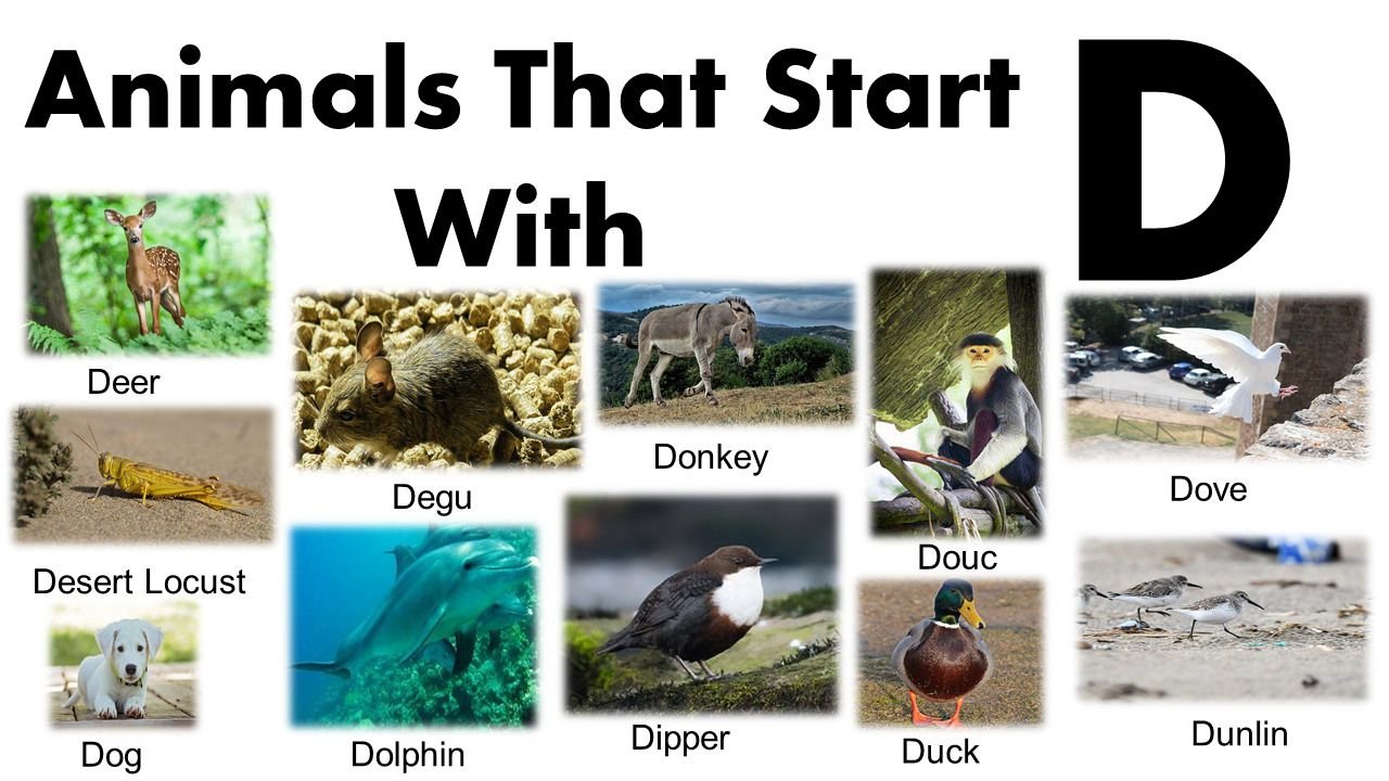 Animals That Start With D: 170+ Fascinating Creatures