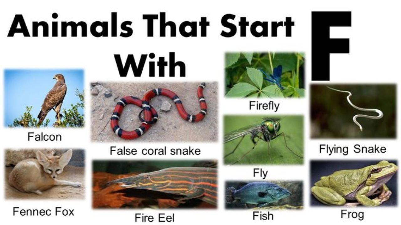 Animals That Start With F: 170+ From Fox to Flying Fish