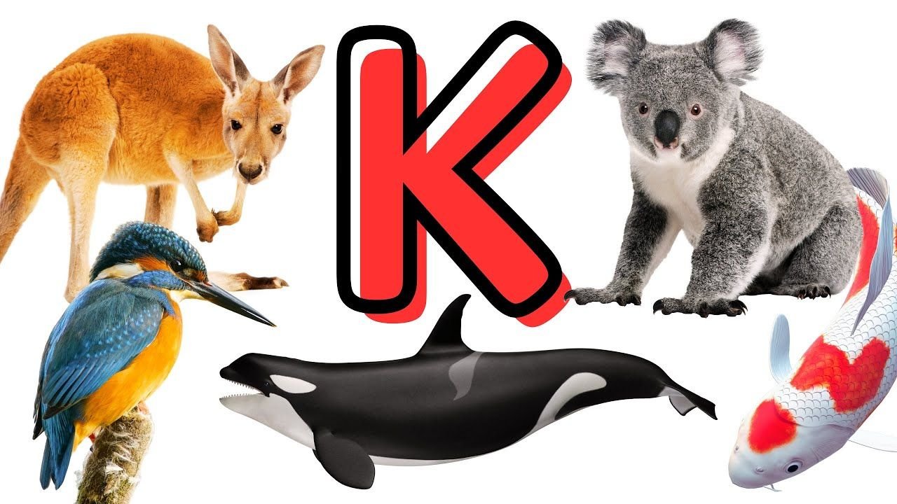 Animals That Start With K: Keen Creatures