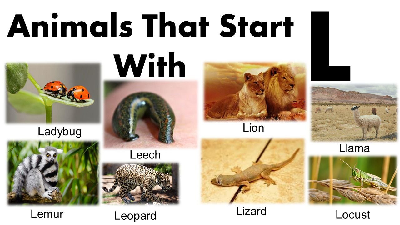Animals That Start With L: Lively Creatures