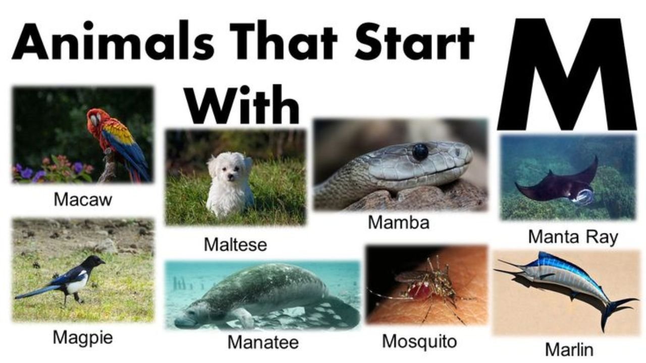 Animals That Start With M: Meet 190+ Magnificent Species