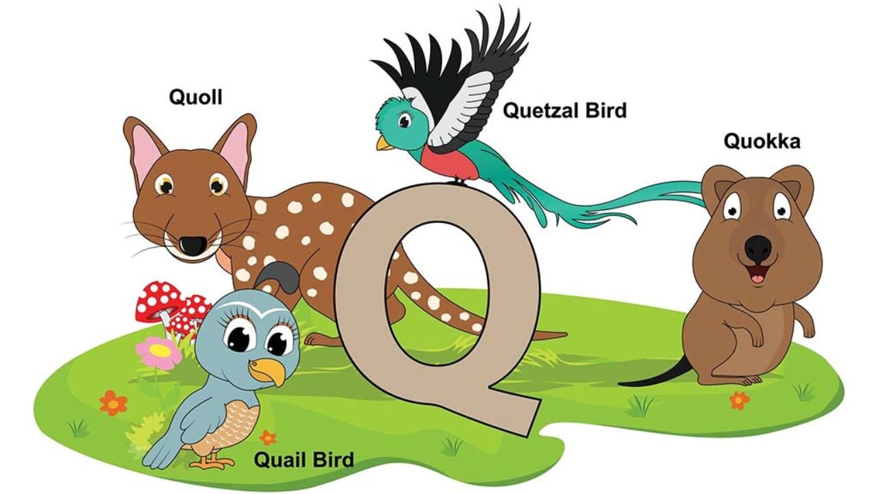 Animals That Start With Q: Fun Facts & Names