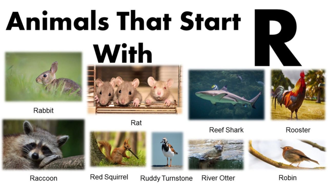 Animals That Start With R: Remarkable Creatures