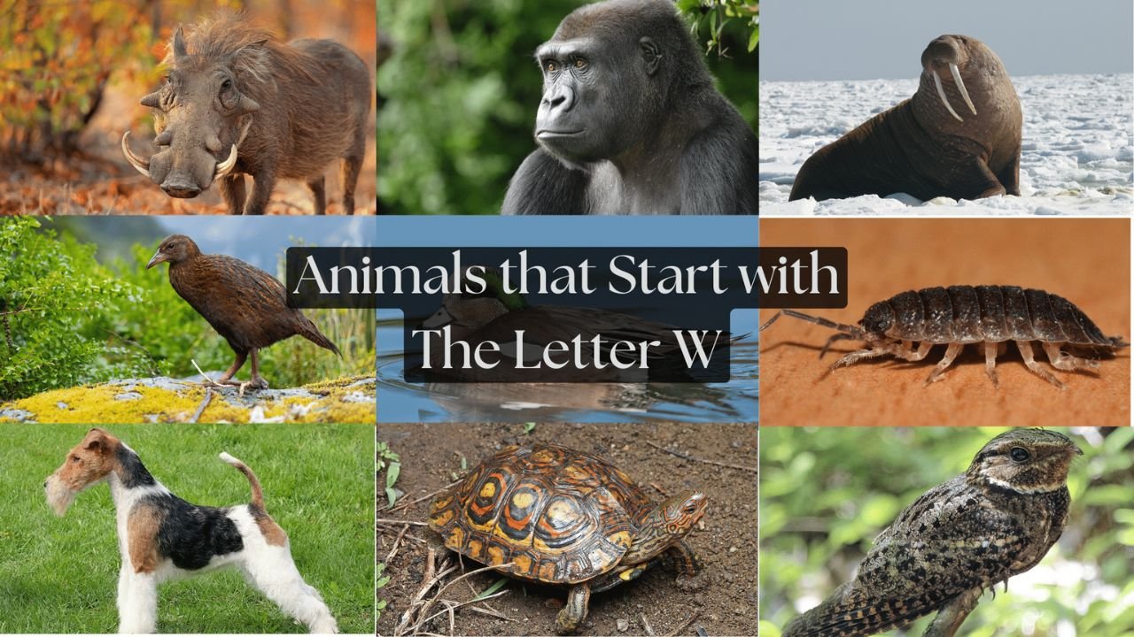 Animals That Start With W: 110+ Amazing Creatures