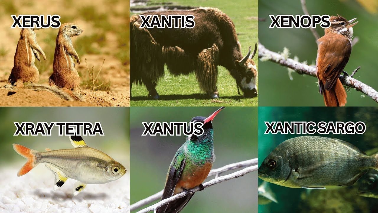 Animals That Start With X: Xtra Cute, Xtra Wild