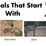 Animals That Start With Z: Zebra, Zorilla & More
