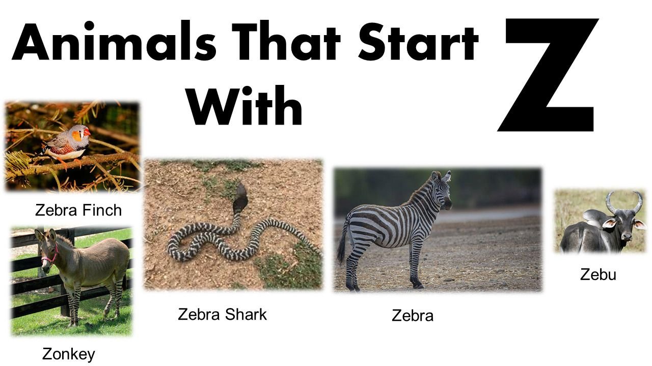Animals That Start With Z: Zebra, Zorilla & More