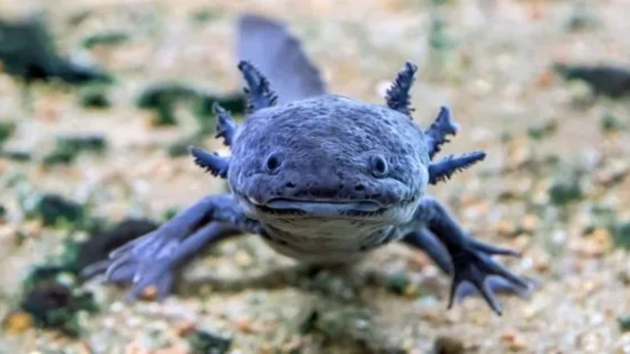 Axolotl Names Generator: 131+ Best Cute, Funny & Creative Ideas for Your Pet