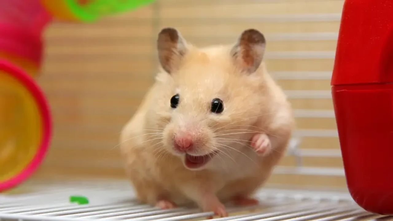 Best Hamster Names: 225+ Cute & Funny Ideas for Your Pet