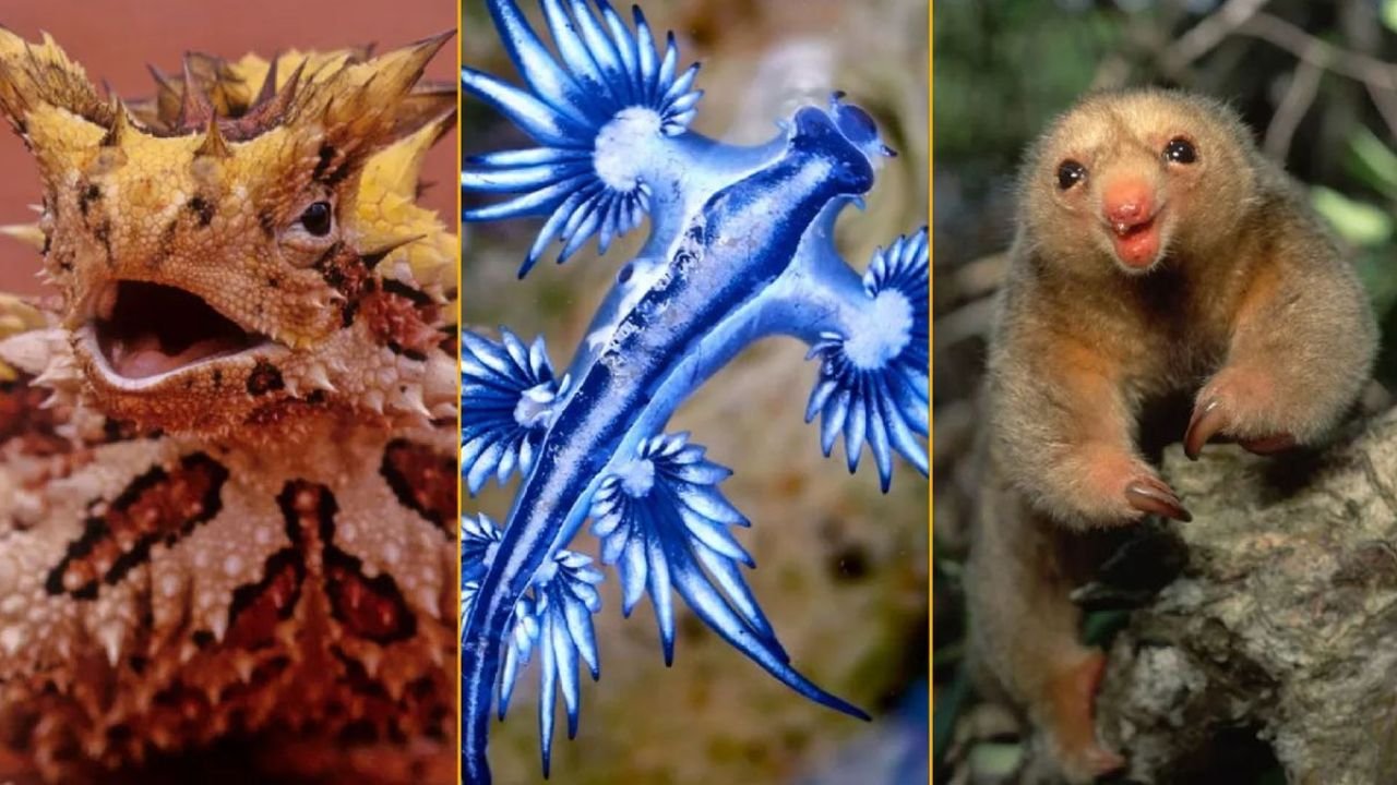 Coolest Animals on Earth: Meet the 70 Most Amazing Creatures