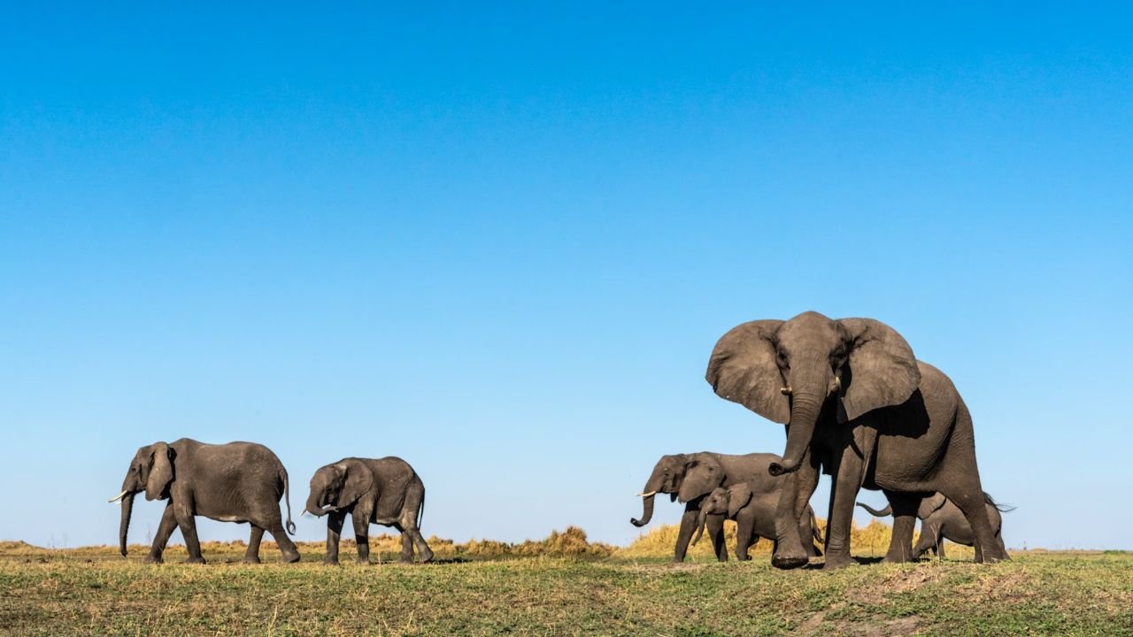Popular Elephant Names: Cultural, Fun, and Iconic