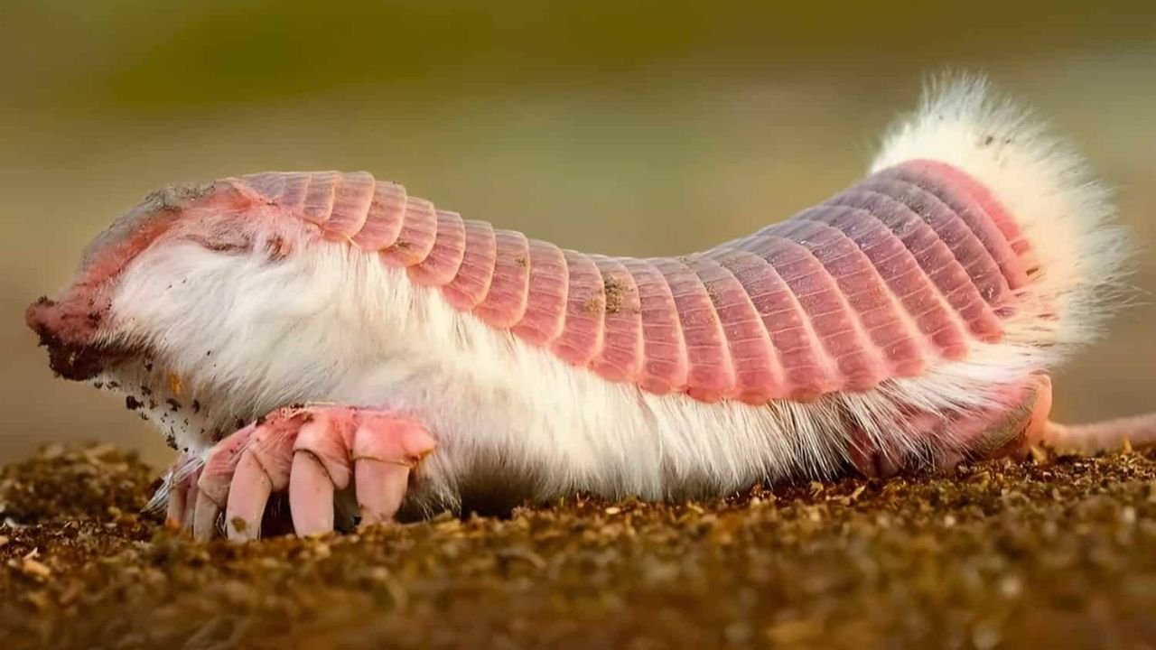 The Pink Fairy Armadillo – The World’s Smallest Armadillo