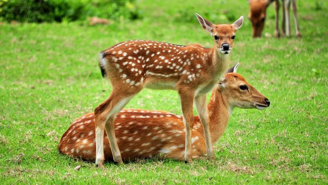 Top 170+ Deer Names for Bucks, Does & Baby Fawns