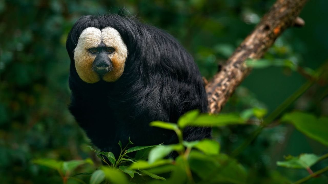 Top 220+ Fun, Unique & Famous Monkey Names