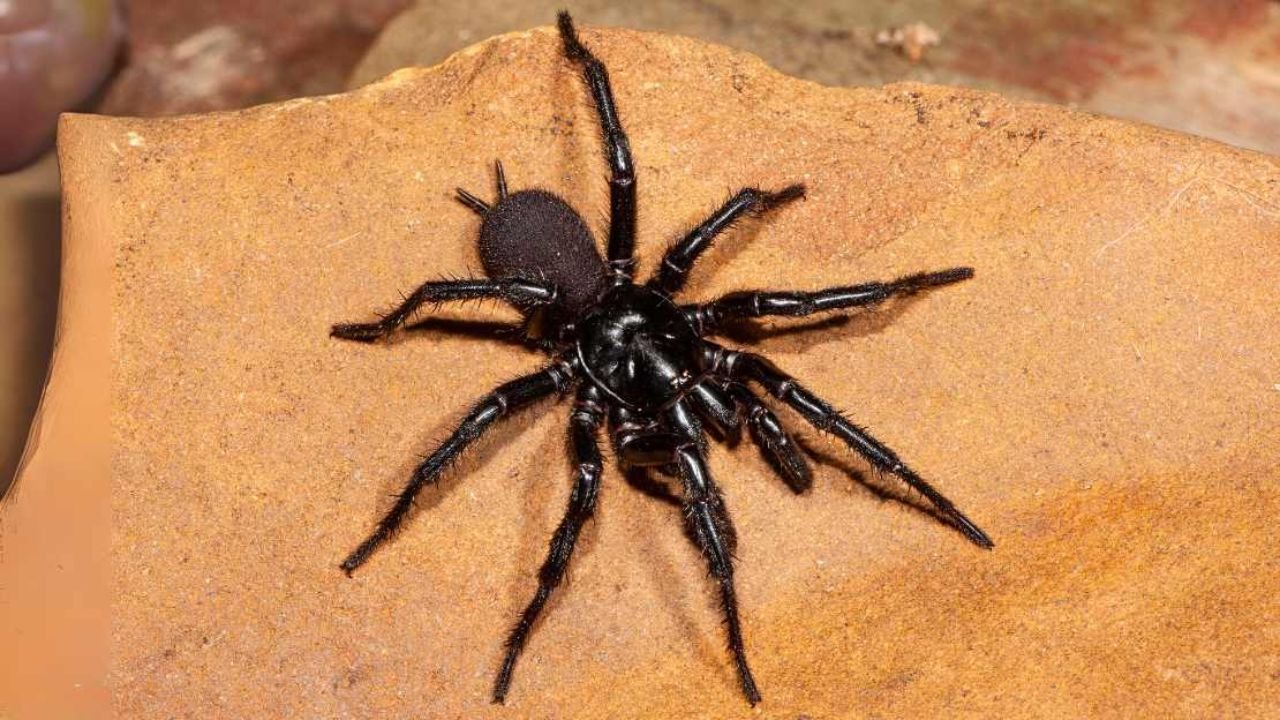 Top 280+ Black Spider Names: Cute, Funny, Cool & Legendary Ideas