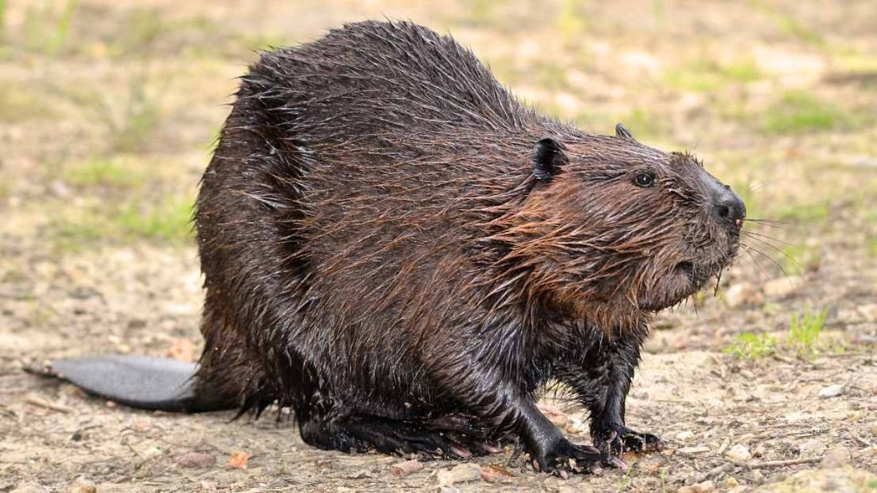 Top-Rated Beaver Names –250+ Creative & Fun Choice