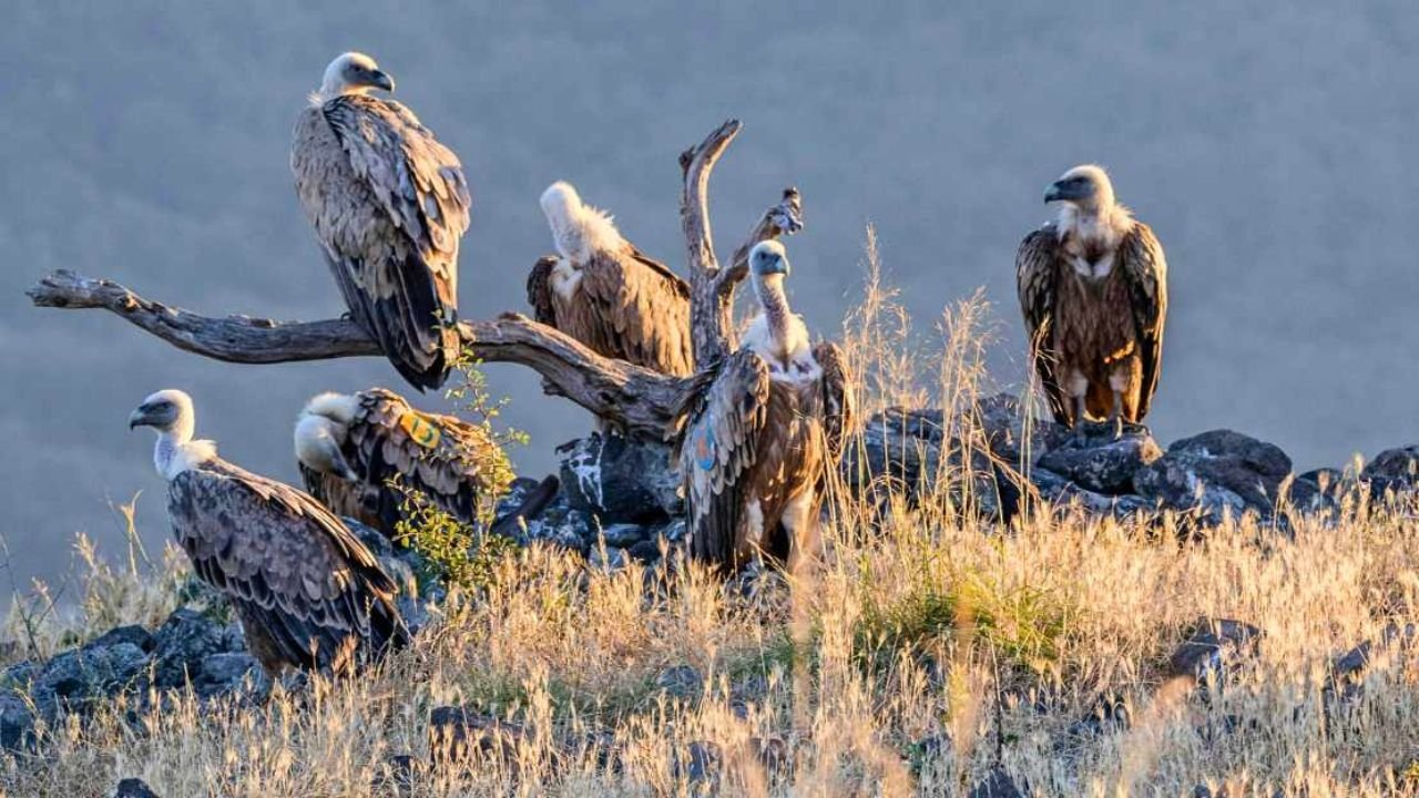 Vulture Names Generator – 220+ Funny, Cute, Mythical & Nicknames