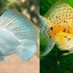 190+ Best And Unique Nicknames For Molly With Name Generator