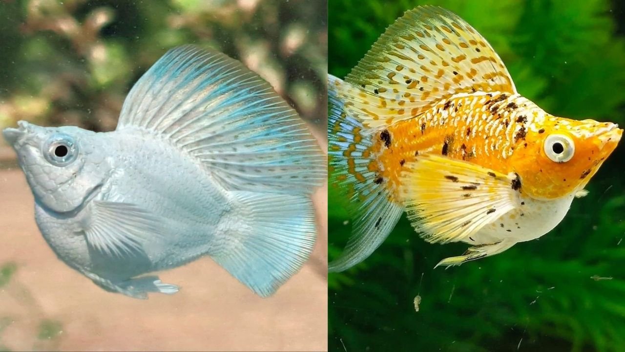 190+ Best And Unique Nicknames For Molly With Name Generator