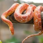 200 Cool And Badass Pet Cobra Names With Name Generator